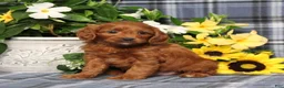 Cavapoo dogs for sale: BJ's Uber - Ad 5