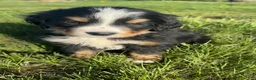 Bernese Mountain Dog dogs for sale: Aztec - Ad 3