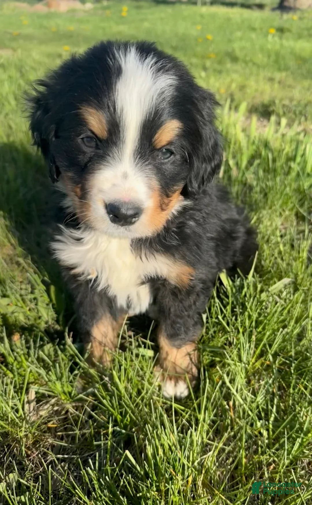 Bernese Mountain Dog dogs for sale: Aztec - Ad 3