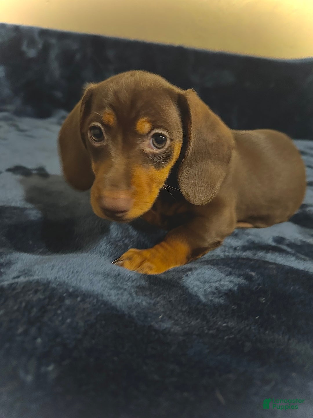 Dachshund dogs for sale: Dachshund Puppy 3 - Ad 2