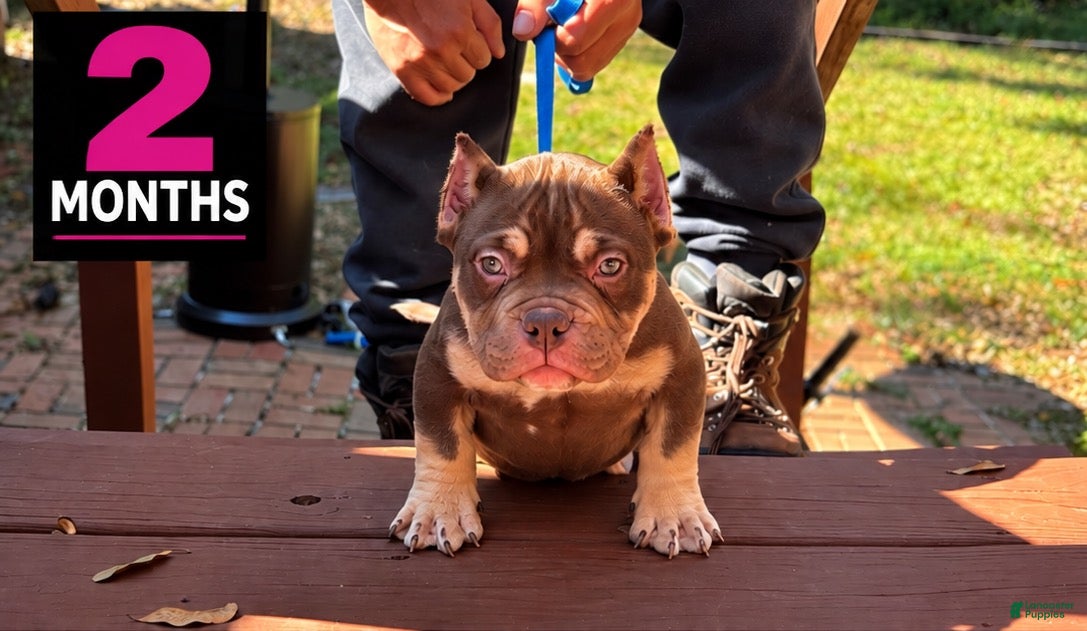 American Bully dogs for sale: Chocolate Tri Female  - Ad 39