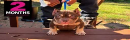 American Bully dogs for sale: Chocolate Tri Female  - Ad 1