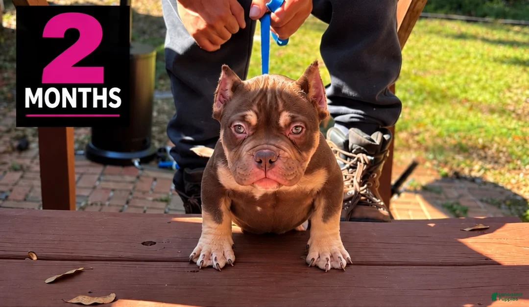 American Bully dogs for sale: Chocolate Tri Female  - Ad 1