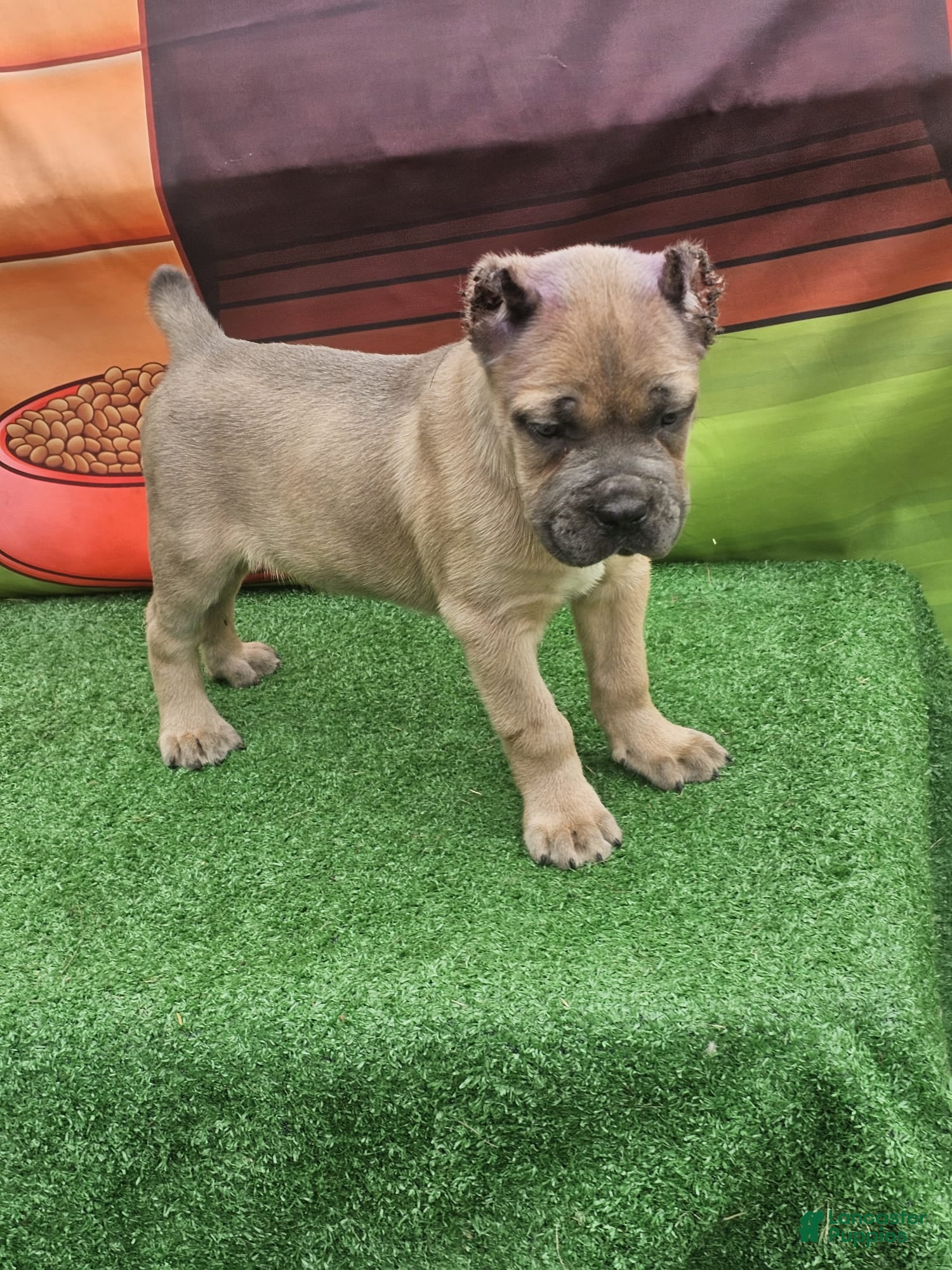 Cane Corso dogs ZEUS - Ad 2