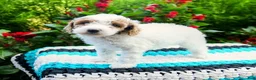 Mini Goldendoodle dogs for sale: Champ  - Ad 7