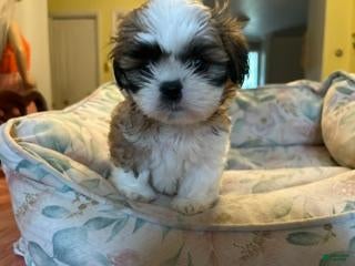 Shih Tzu dogs Shih Tzu baby boy green - Ad 15