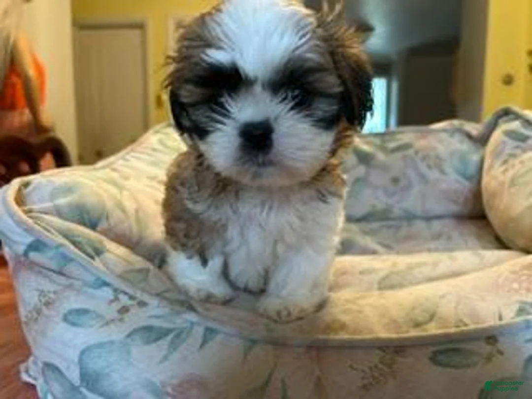 Shih Tzu dogs for sale: Shih Tzu baby boy green - Ad 1