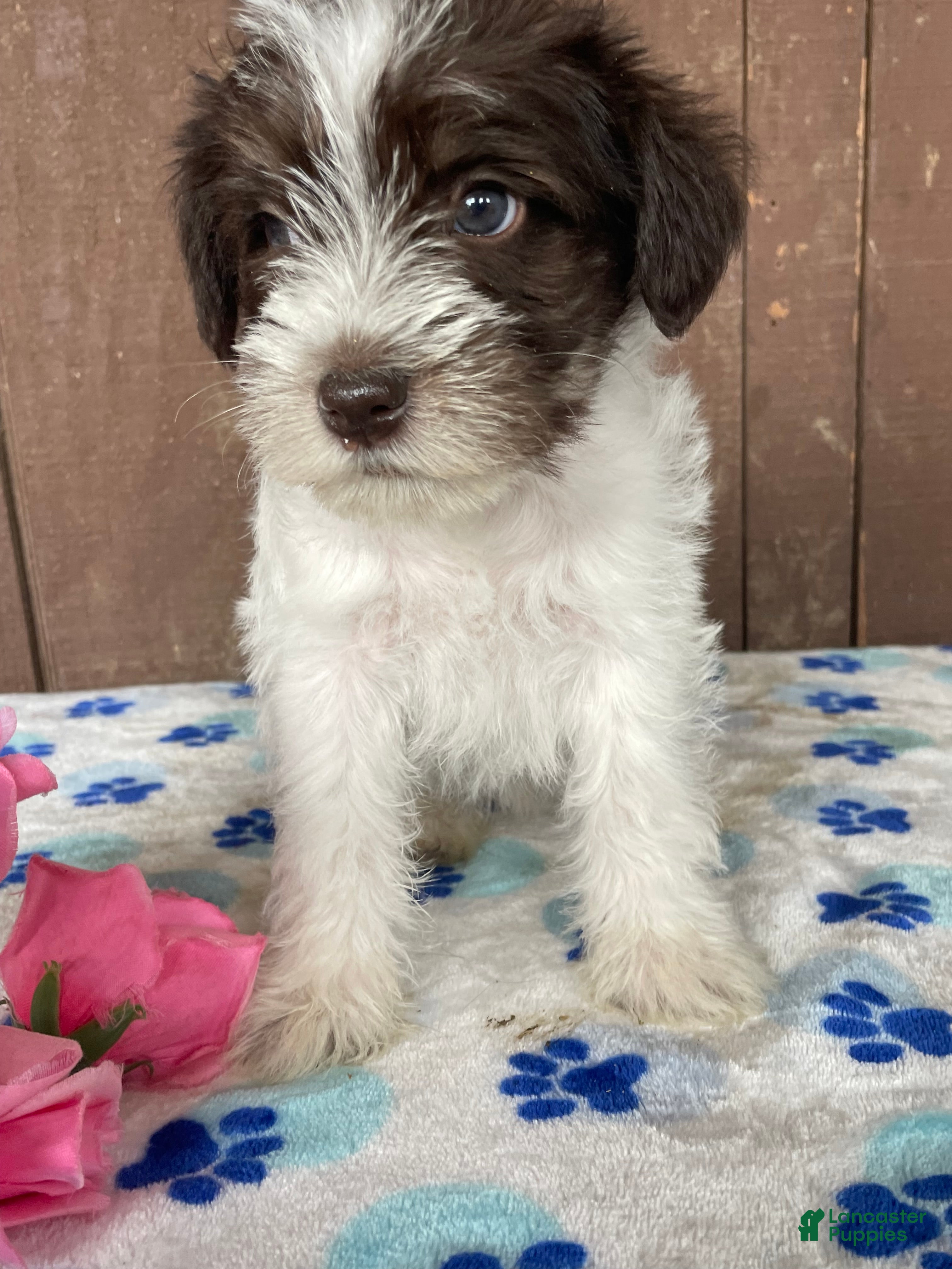 Miniature Schnauzer dogs Popcorn - Ad 25