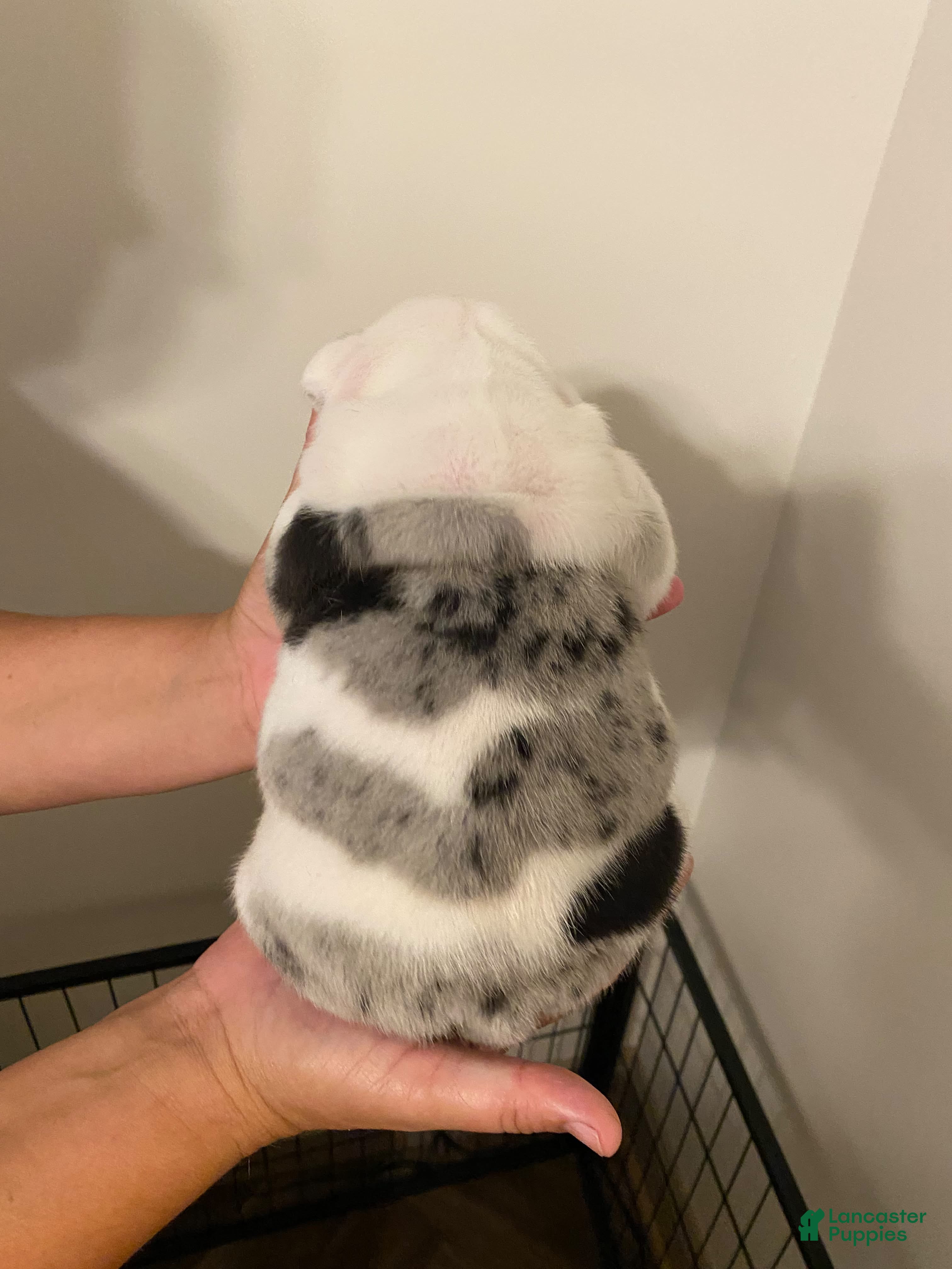English Bulldog dogs Coleman - Ad 2