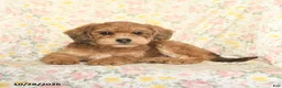 Mini Goldendoodle dogs for sale: Orpha  - Ad 3