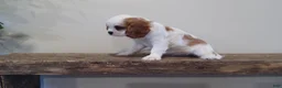 Cavalier King Charles Spaniel dogs for sale: Cavalier King Charles Spaniel Puppy 1 - Ad 4