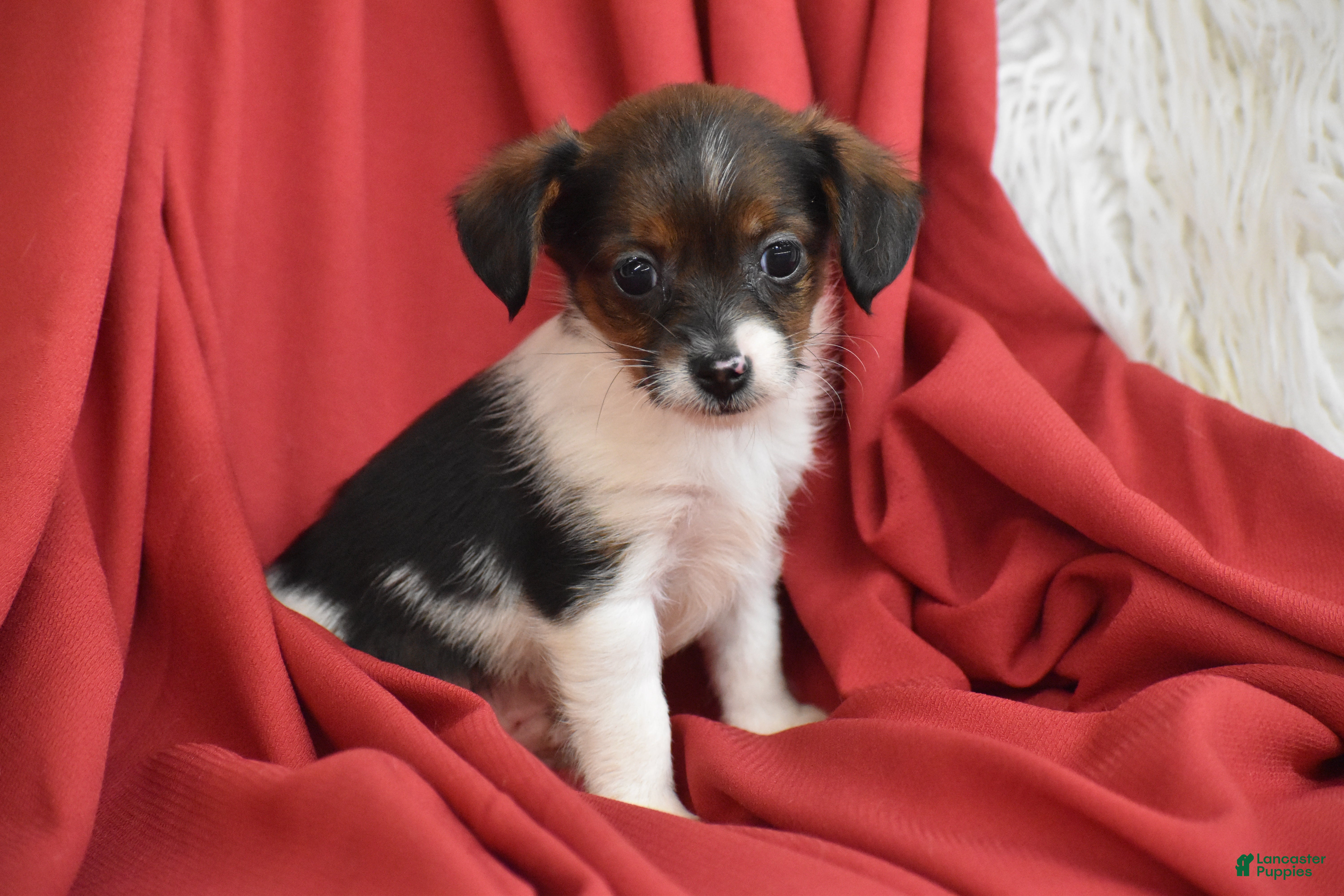 Yorkiepoo dogs Taco - Ad 2