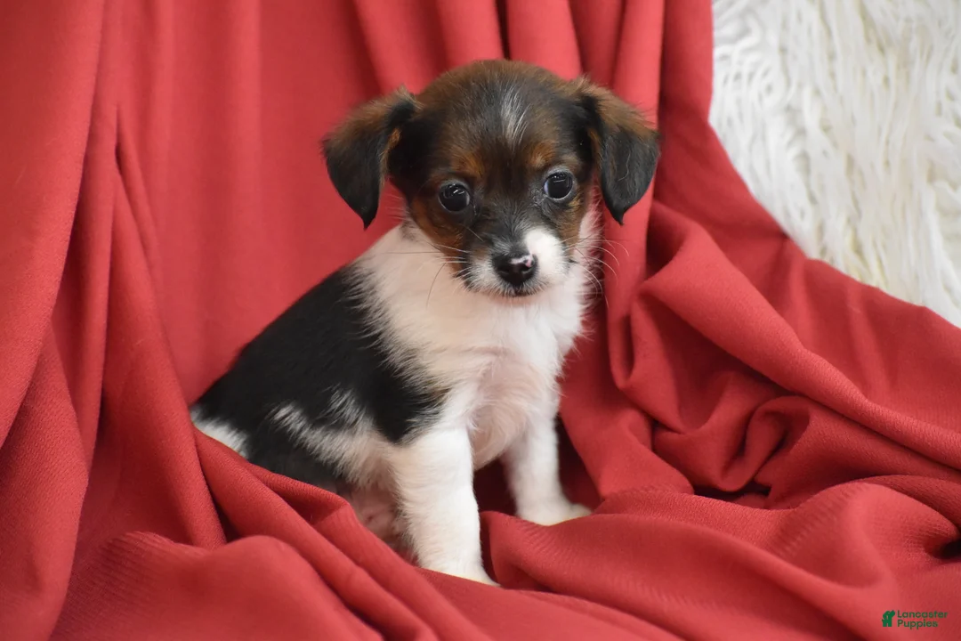 Yorkiepoo dogs for sale: Taco - Ad 2