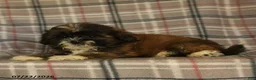 Mixed Breed dogs for sale: Uma - Ad 5