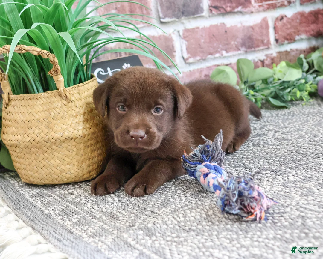 Labrador Retriever dogs for sale: Tootsie - Ad 1