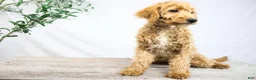 Goldendoodle dogs for sale: KELLY - Ad 3