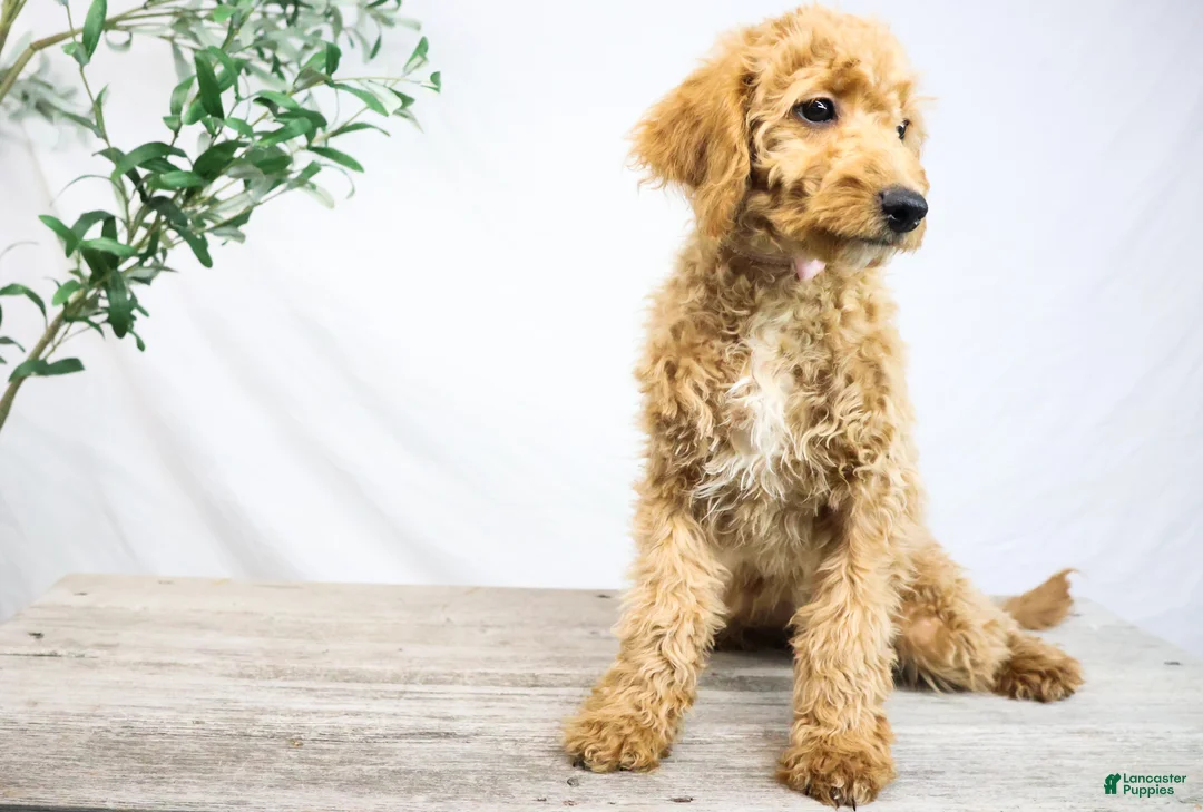 Goldendoodle dogs for sale: KELLY - Ad 3
