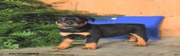 Rottweiler dogs for sale: Autumn - Ad 2