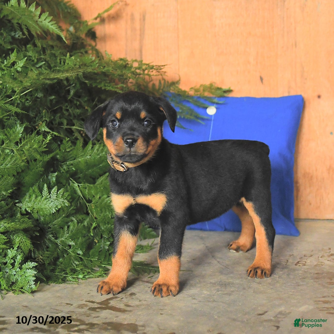 Rottweiler dogs for sale: Autumn - Ad 2