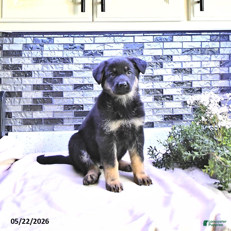 German Shepherd dogs Demi - Ad 1