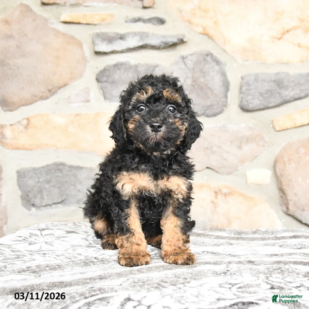 Miniature Poodle dogs for sale: Beamer - Ad 2