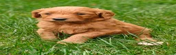 Goldendoodle dogs for sale: Cinnamon - Ad 13
