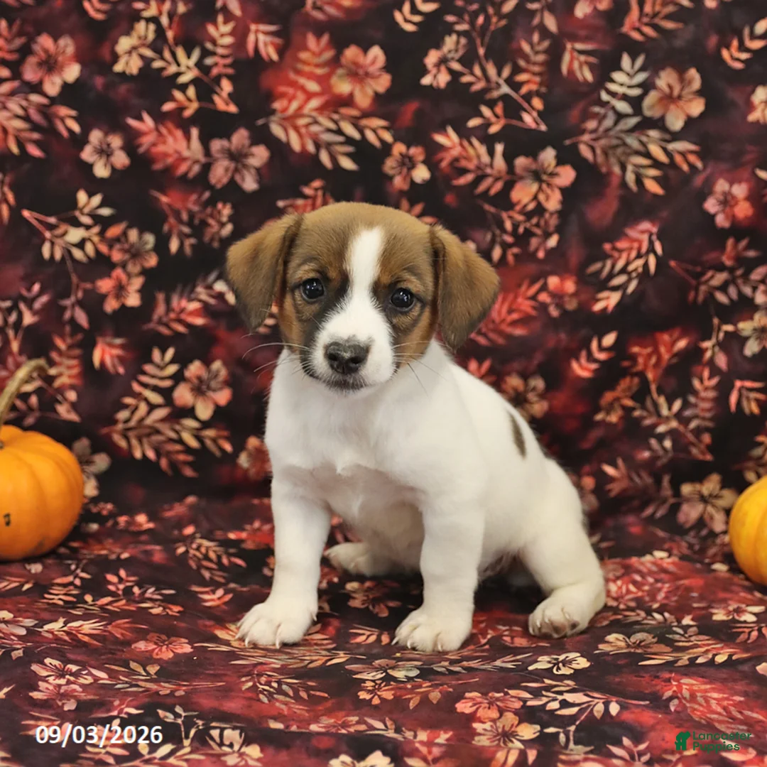 Jack Russell Terrier dogs for sale: Sugar - Ad 3