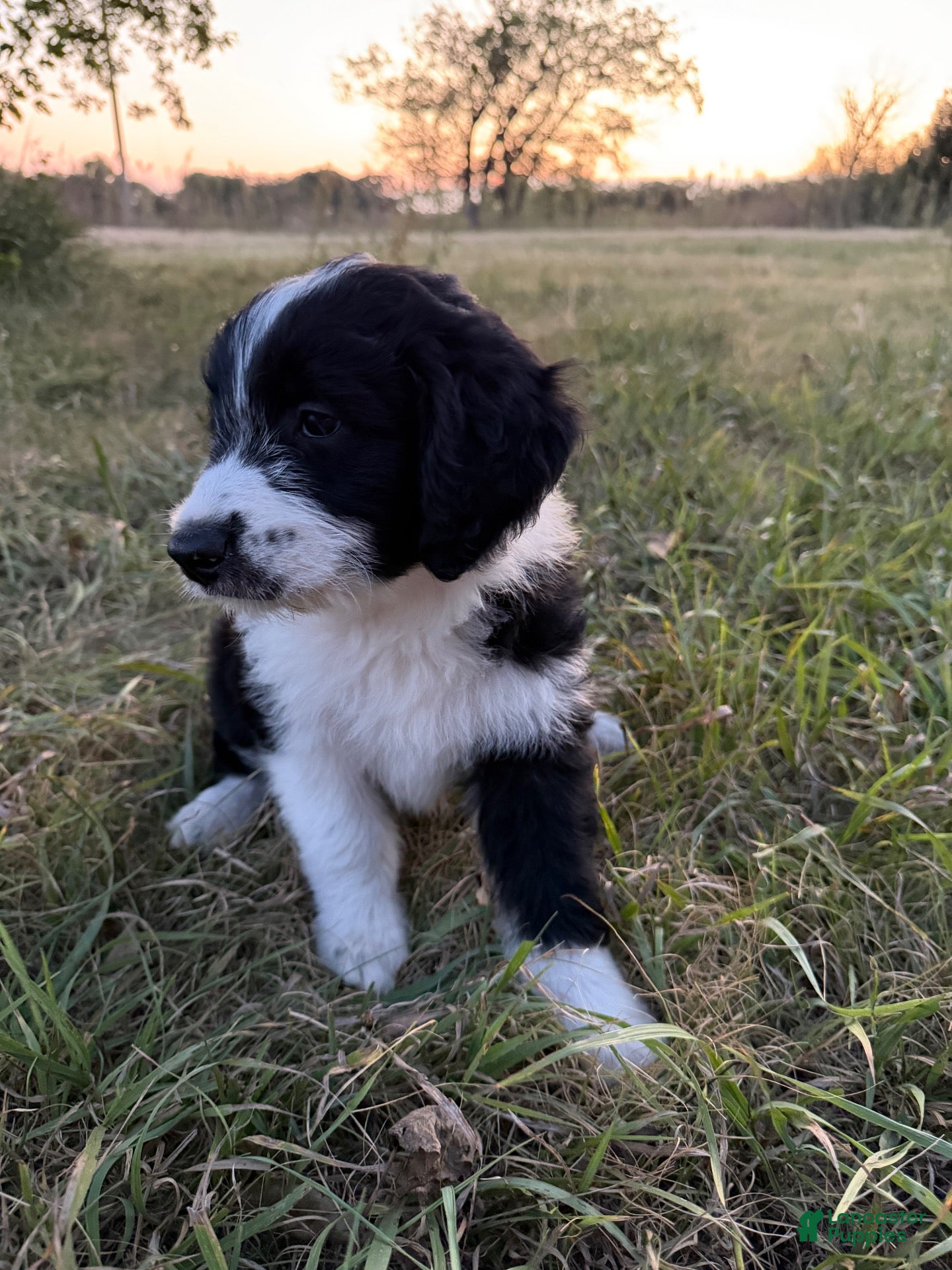Aussiedoodle dogs for sale: Aussiedoodle 3 - Ad 1