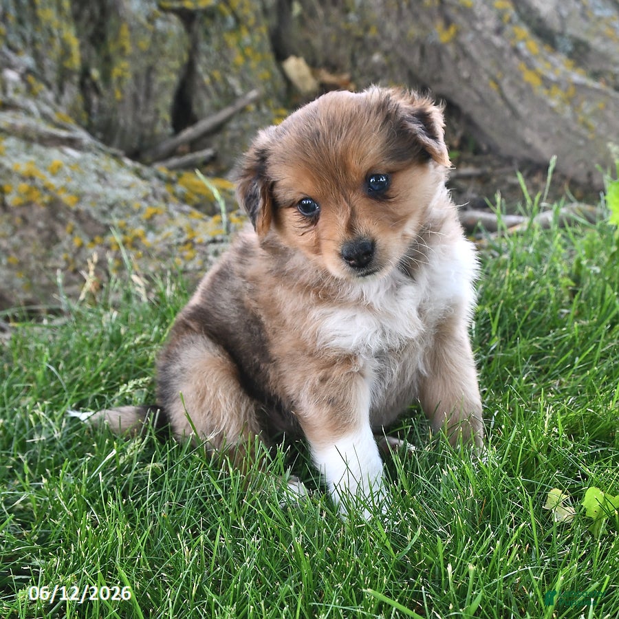 Mixed Breed dogs Sasha - Ad 1