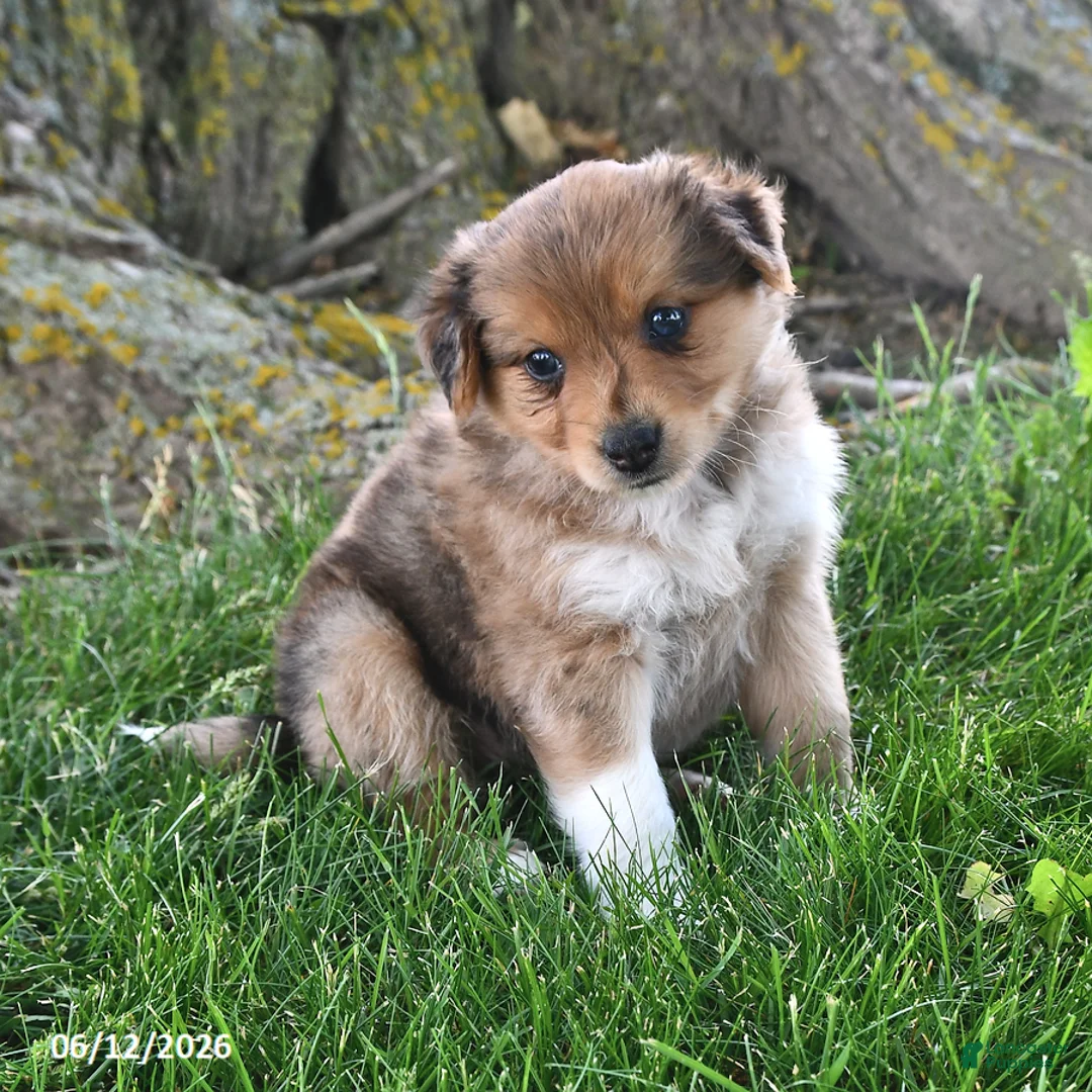 Mixed Breed dogs for sale: Sasha - Ad 1