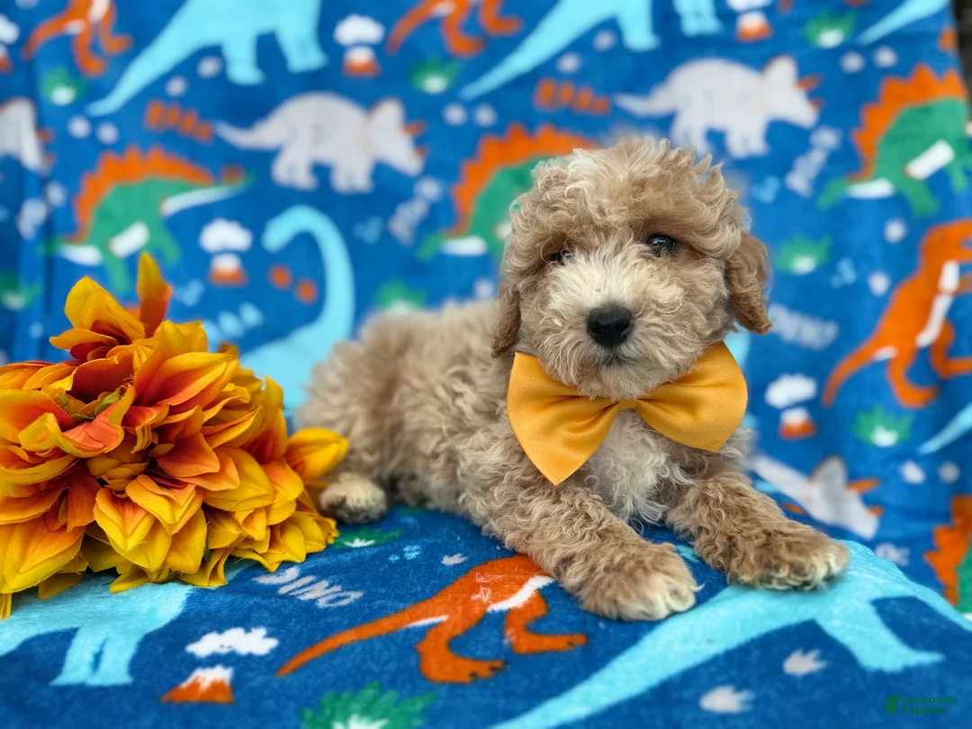 Cockapoo dogs for sale: Theo - Ad 9