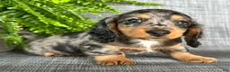 Dachshund dogs for sale: Shelly - Ad 3