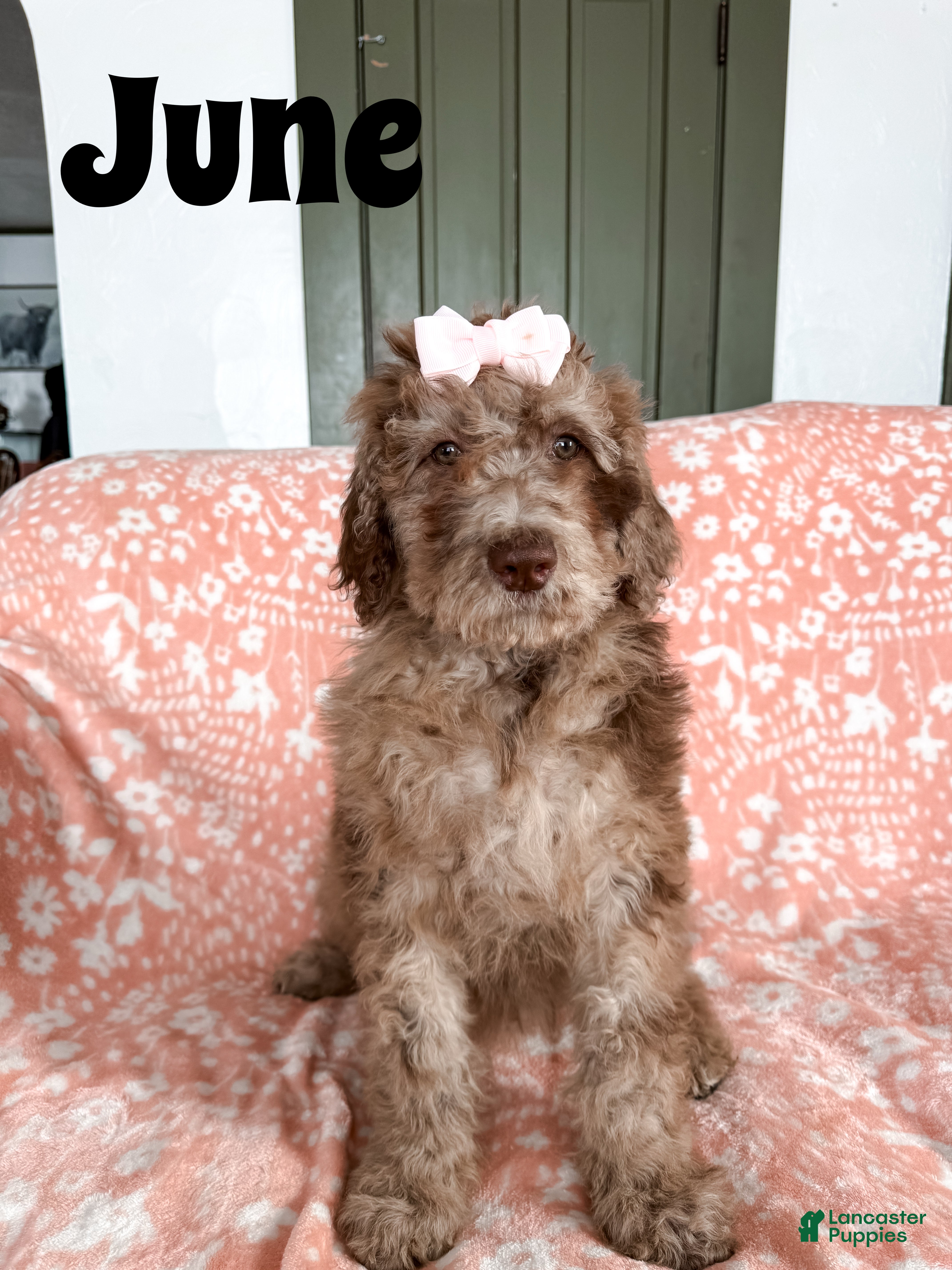 Aussiedoodle dogs June - Ad 30