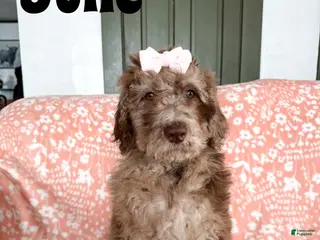 Aussiedoodle dogs June - Ad 30