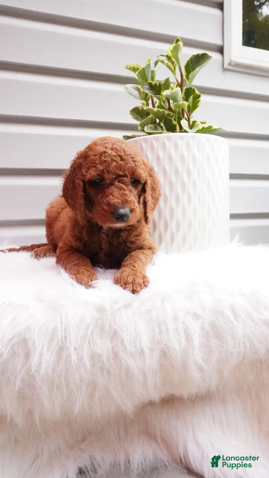 Goldendoodle dogs for sale: Rubble - Ad 1