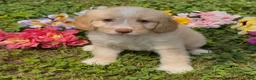 Mini Goldendoodle dogs for sale: Nutmeg  - Ad 3