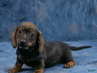 Miniature Dachshund dogs Darlene - Ad 12