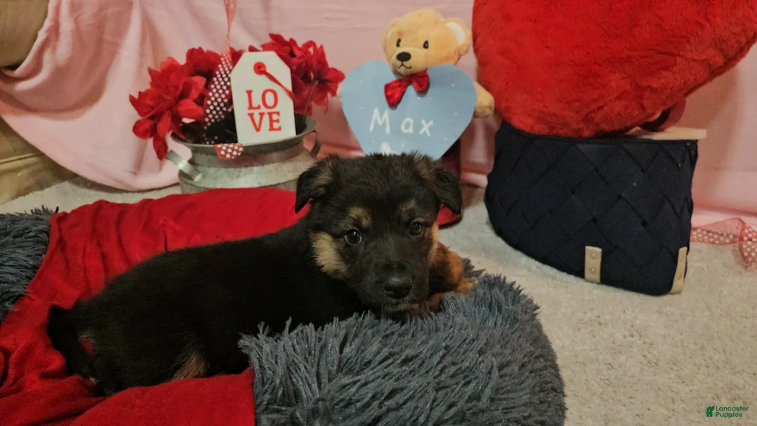Mixed Breed dogs for sale: Max - Ad 9