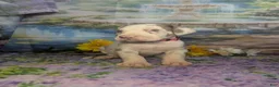 Great Dane dogs for sale: Anastasia Lilac Harlequin  - Ad 3