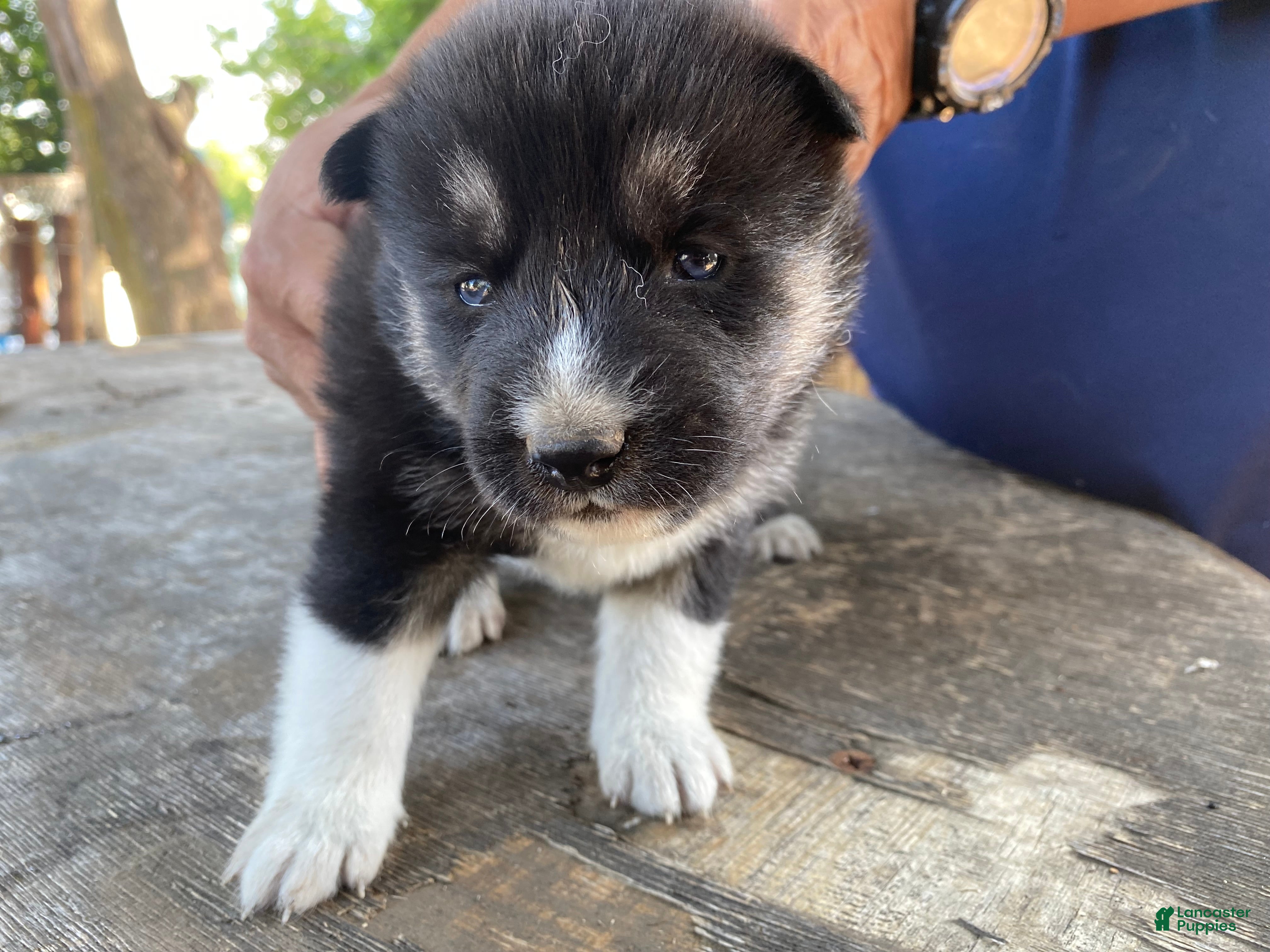 Mixed Breed dogs Olympia - Ad 2