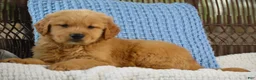Golden Retriever dogs for sale: Bandit - Ad 6