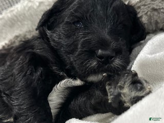 Mixed Breed dogs - Ad 3