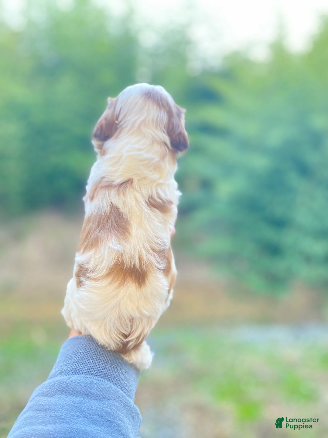 Cavapoo dogs for sale: Cavapoo Puppy 1 - Ad 16