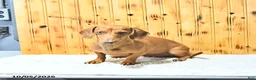 Miniature Dachshund dogs for sale: Brody - Ad 6