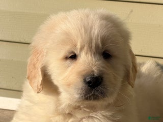Golden Retriever dogs Mike - Ad 30