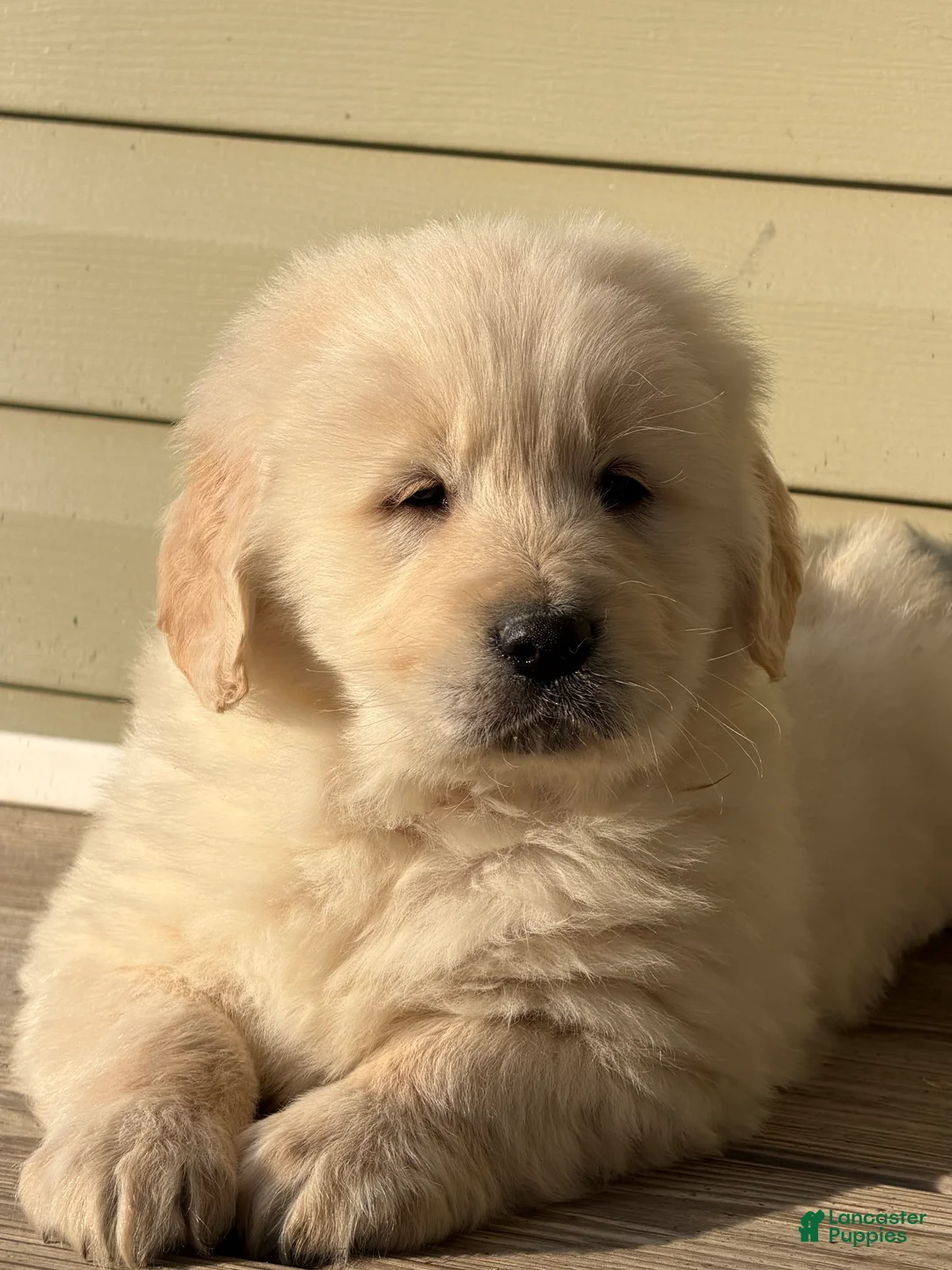 Golden Retriever dogs for sale: Mike - Ad 1