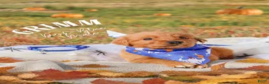 Golden Retriever 1