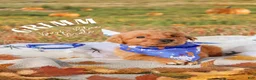 Golden Retriever dogs for sale: Golden Retriever 1 - Ad 1