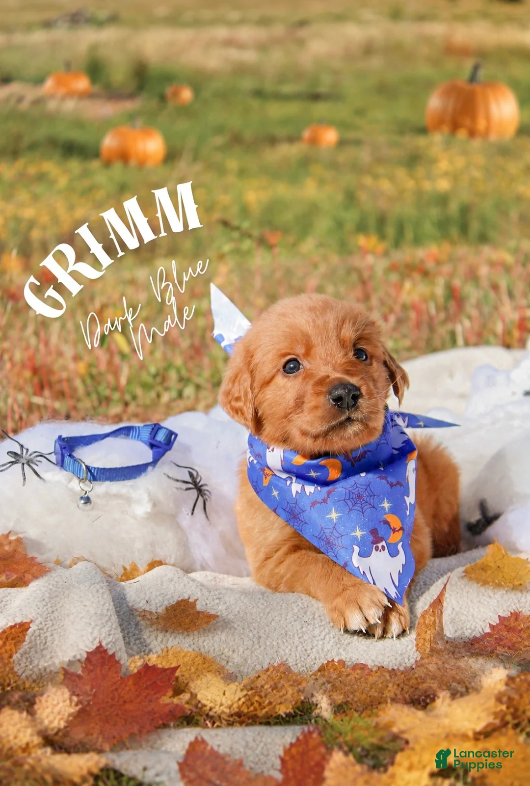 Golden Retriever dogs for sale: Golden Retriever 1 - Ad 1