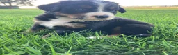 Bernese Mountain Dog dogs for sale: Ginger - Ad 7